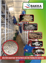 Kültür Mantarı Yetiştiriciliği Ön Fizibilite Raporu 